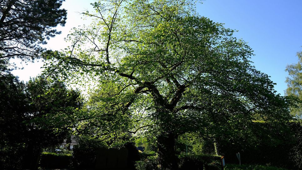 Die Bergulme in Rohren ist ein »Baum.Schatz« im Naturpark Nordeifel - noch, da sie dem Tode geweiht scheint.