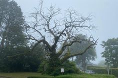 Die Bergulme in Rohren ist ein »Baum.Schatz« im Naturpark Nordeifel - noch, da sie dem Tode geweiht scheint.