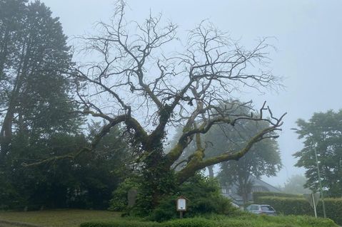 Die Bergulme in Rohren ist ein »Baum.Schatz« im Naturpark Nordeifel - noch, da sie dem Tode geweiht scheint.