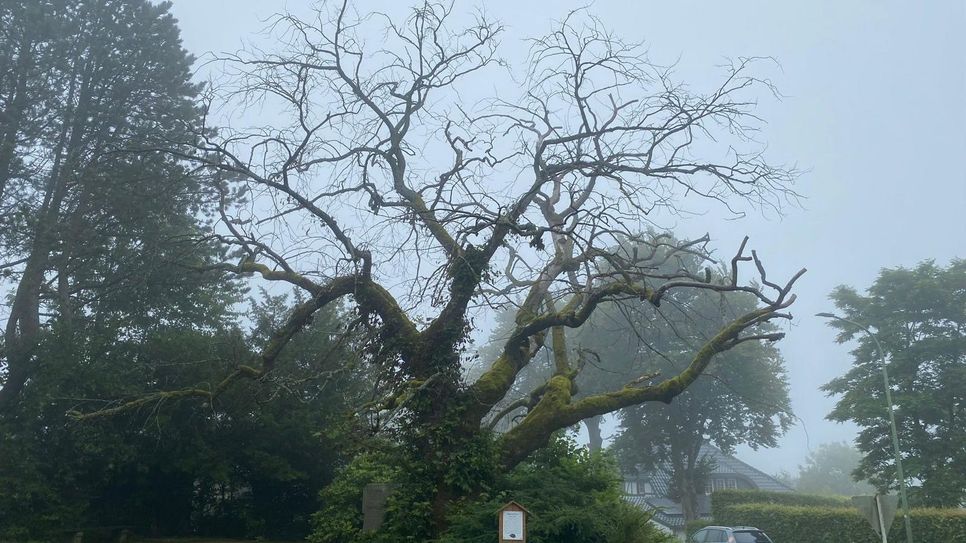 Die Bergulme in Rohren ist ein »Baum.Schatz« im Naturpark Nordeifel - noch, da sie dem Tode geweiht scheint.