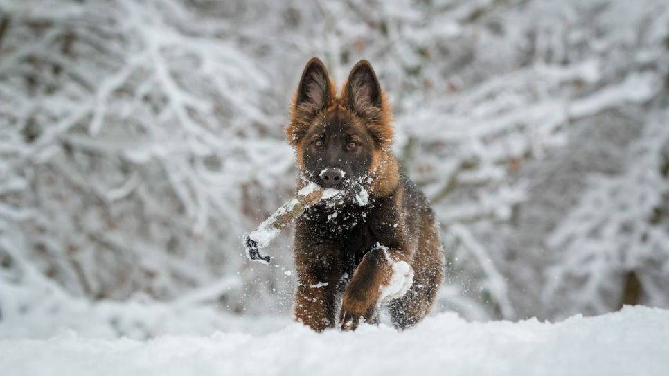 Ein Welpe im Schnee - ein Motiv des "Diensthundekalenders 2021".