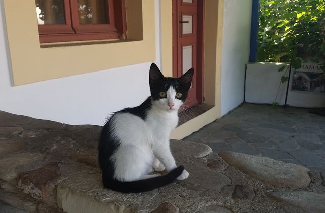 In Berschweiler bei Baumholder wird mit einem Luftgewehr auf Katzen geschossen.