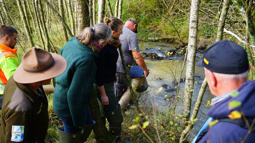 Als »Starthilfe« für Nachzuchten der Flussperlmuschel wird noch bis Jahresende Kies in den Fuhrtsbach eingebracht. Das Substrat ist essentiell für den Aufwuchs der Muscheln.