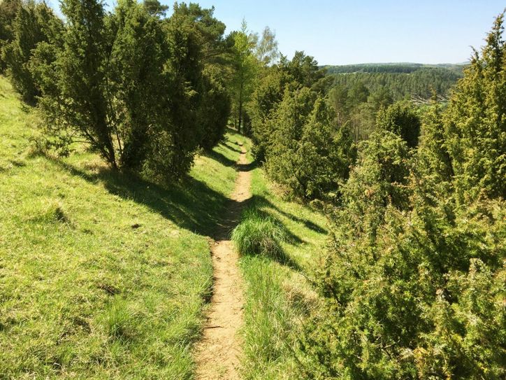 Ein Traumpfad mitten durch Wacholderheide.