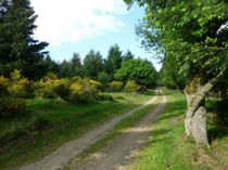 Idyllischer Weg auf dem Steinerberg.