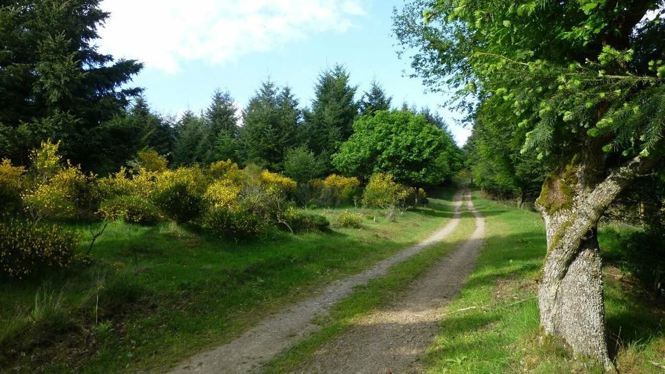 Idyllischer Weg auf dem Steinerberg.