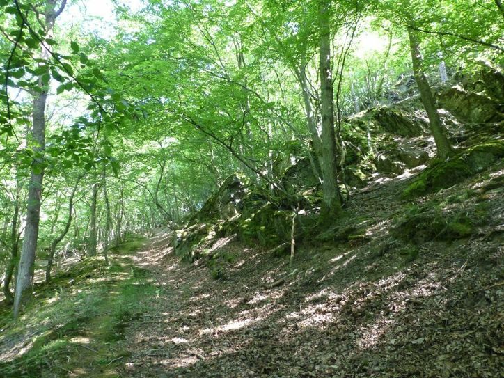 Steiler Pfad durch lichten Wald.