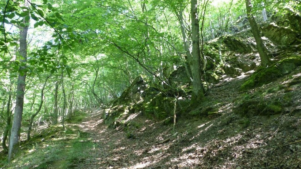 Steiler Pfad durch lichten Wald.