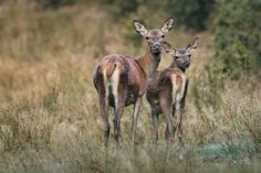 Was die beiden Rehe wohl gerade denken?