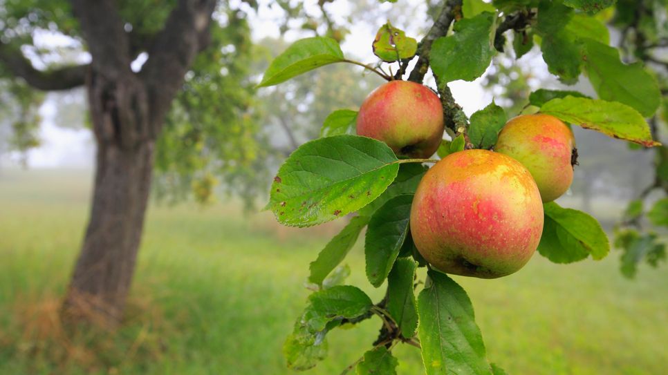 Interessierte können am Donnerstag, 26. September, im Naschgarten Irrel Äpfelsorten bestimmen.