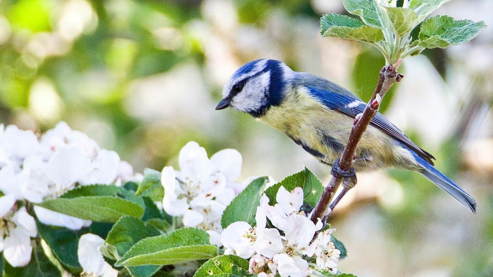 Besonders spannend werden in diesem Jahr die Zahlen der Meisen, hier ist eine Blaumeise zu sehen. Fotoquelle: NABU/Günter Lessenich